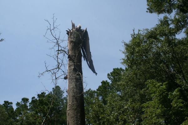 Tree damaged by wind in a Pender County cemetery